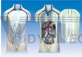 The model of portal vein system